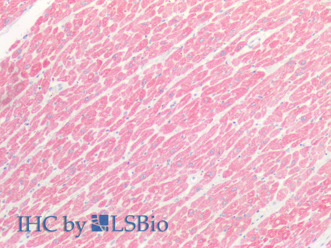 Myosin heavy chain 1 Antibody in Immunohistochemistry (Paraffin) (IHC (P))