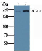 Myosin heavy chain 1 Antibody in Western Blot (WB)