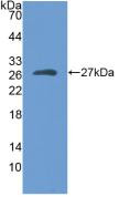 Myosin heavy chain 1 Antibody in Western Blot (WB)