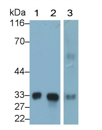 MBL2 Antibody in Western Blot (WB)