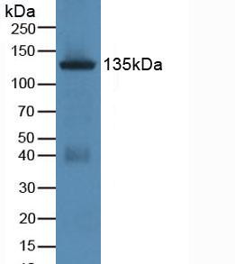 Jagged1 Antibody in Western Blot (WB)