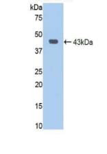 Jagged1 Antibody in Western Blot (WB)