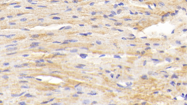 BACE2 Antibody in Immunohistochemistry (Paraffin) (IHC (P))