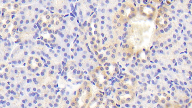 BACE2 Antibody in Immunohistochemistry (Paraffin) (IHC (P))