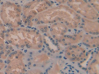 TAZ Antibody in Immunohistochemistry (Paraffin) (IHC (P))