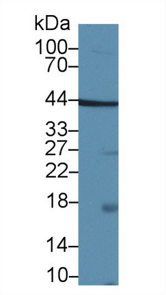 TAZ Antibody in Western Blot (WB)