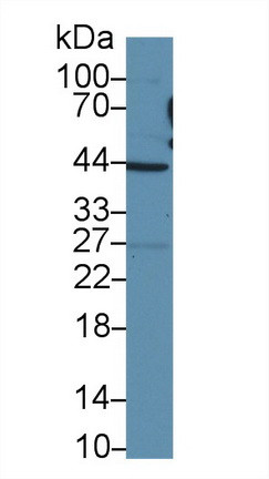 TAZ Antibody in Western Blot (WB)