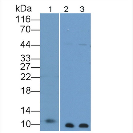 S100B Antibody in Western Blot (WB)