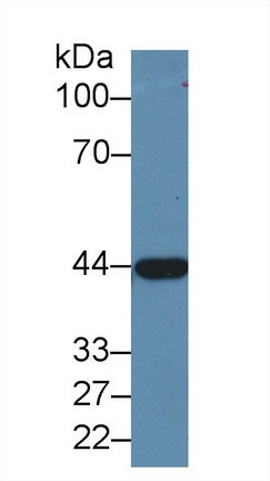 Alcohol Dehydrogenase 1A Antibody in Western Blot (WB)