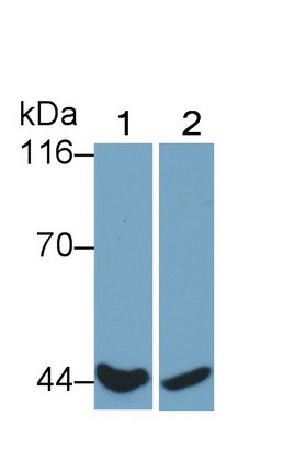 CD64 Antibody in Western Blot (WB)