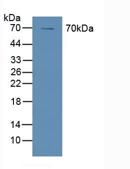 COX1 Antibody in Western Blot (WB)