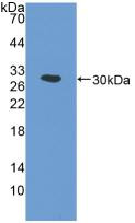 COX1 Antibody in Western Blot (WB)