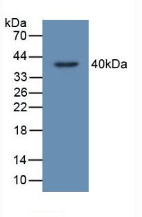 C20orf10 Antibody in Western Blot (WB)