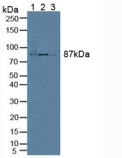 ELOA Antibody in Western Blot (WB)