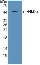 ELOA Antibody in Western Blot (WB)