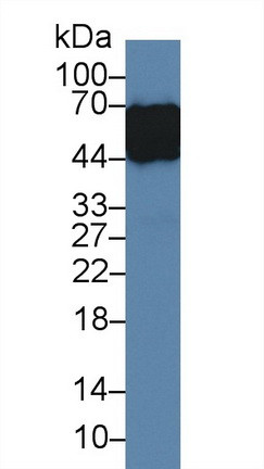 ORM1 Antibody in Western Blot (WB)