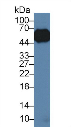 ORM1 Antibody in Western Blot (WB)