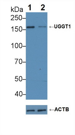 UGGT1 Antibody in Western Blot (WB)