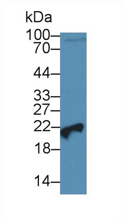 PEBP1 Antibody in Western Blot (WB)