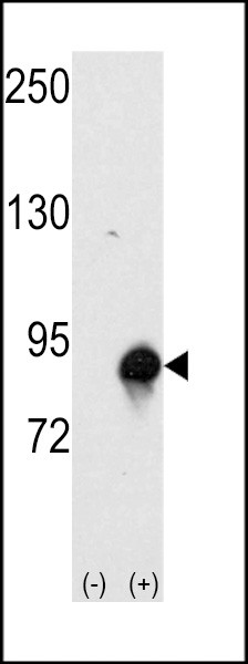 Cullin 4A Antibody in Western Blot (WB)