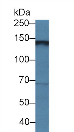 HEPH Antibody in Western Blot (WB)