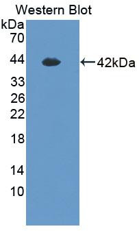 HEPH Antibody in Western Blot (WB)