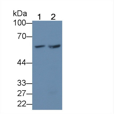 KPNA3 Antibody in Western Blot (WB)