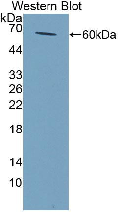 NAT2 Antibody in Western Blot (WB)