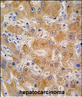 Apolipoprotein A4 Antibody in Immunohistochemistry (Paraffin) (IHC (P))