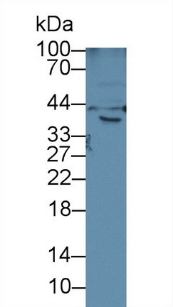 HFE2 Antibody in Western Blot (WB)