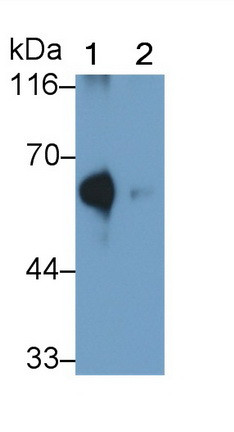 ACSM1 Antibody in Western Blot (WB)