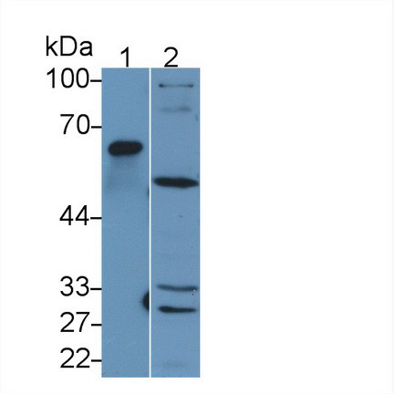 MMP1 Antibody in Western Blot (WB)