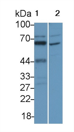 IL-16 Antibody in Western Blot (WB)