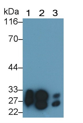 Trypsin Antibody in Western Blot (WB)