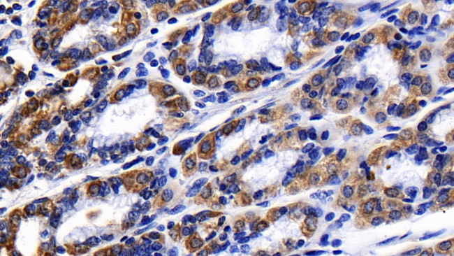 Prohibitin Antibody in Immunohistochemistry (Paraffin) (IHC (P))