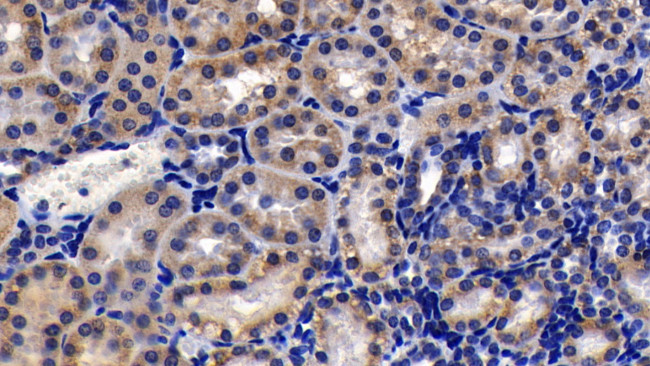 Prohibitin Antibody in Immunohistochemistry (Paraffin) (IHC (P))