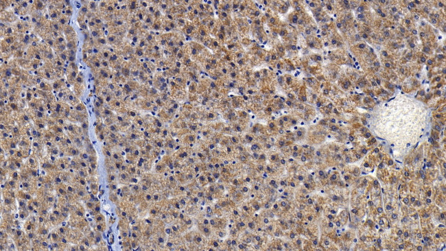 Prohibitin Antibody in Immunohistochemistry (Paraffin) (IHC (P))