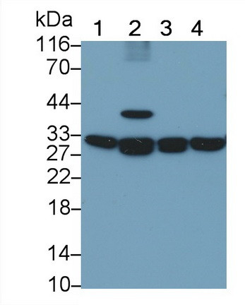 Prohibitin Antibody in Western Blot (WB)