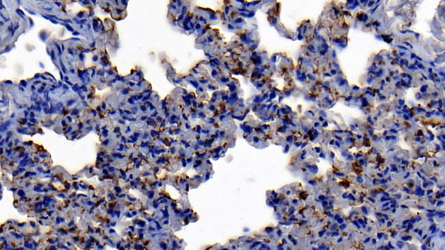 Neutrophil elastase Antibody in Immunohistochemistry (Paraffin) (IHC (P))