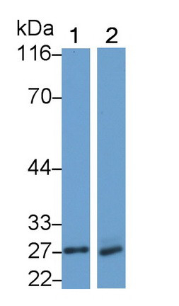 Neutrophil elastase Antibody in Western Blot (WB)