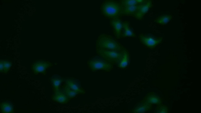 APAF1 Antibody in Immunocytochemistry (ICC/IF)