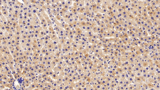 Apolipoprotein C1 Antibody in Immunohistochemistry (Paraffin) (IHC (P))