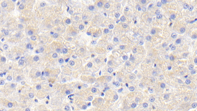 Apolipoprotein C1 Antibody in Immunohistochemistry (Paraffin) (IHC (P))