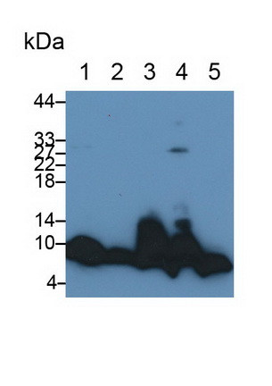 Apolipoprotein C1 Antibody in Western Blot (WB)