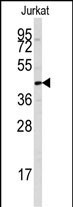 PTPN7 Antibody in Western Blot (WB)