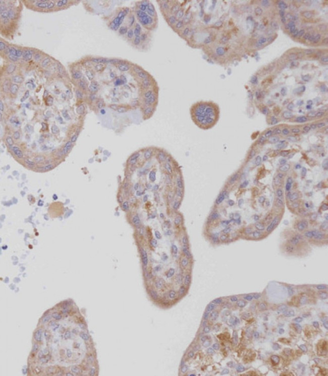 CSF1R Antibody in Immunohistochemistry (Paraffin) (IHC (P))