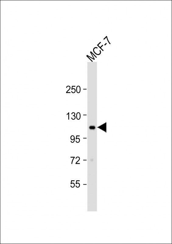 EphA2 Antibody in Western Blot (WB)