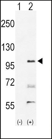 EphA2 Antibody in Western Blot (WB)