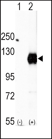 EphA2 Antibody in Western Blot (WB)