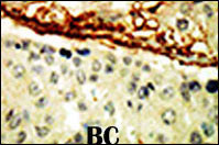 EphA4 Antibody in Immunohistochemistry (Paraffin) (IHC (P))